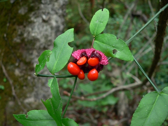 {Euonymus americanus}